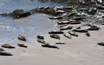 Carpinteria Beach Front Rental