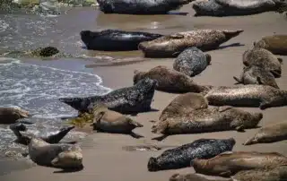 Sea Lion Rookery, Carpinteria, California