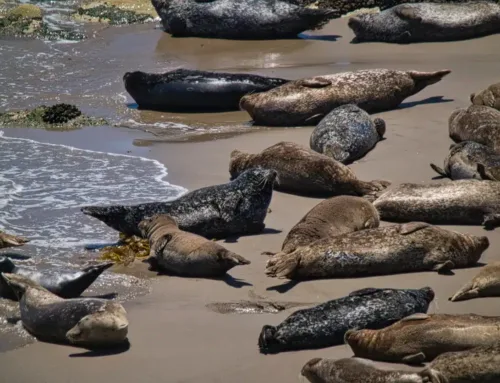 Fall in Carpinteria, California: A Season of Serenity and Exploration